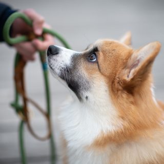 Leinen schnappen und mitmachen beim Fotowalk mit @vollzeit4beiner und Wau-Effekt! 🥰

Hier geht's zur Anmeldung: https://vollzeit4beiner.at/fotowalk 

#fotowalk #vollzeit4beiner #teamwork #leine #spaziergang #fotoshooting #gemeinsam #spaß #hundetraining #hundetrainingmitfotoshooting #hundefotografin #nikond850 #waueffekt