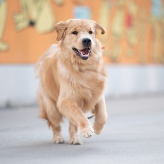 Mit Schwung in die neue Woche! 💪

#newweek #neuewoche #motivation #goldenretriever #run #hundefotografie #nikon #hundefotografin #oberösterreich #nikond850 #waueffekt