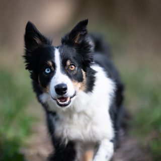 🌳 Heute ist Tag des Waldes! 🌲 Ich bin bei meinen Shootings sehr oft im Wald, in der Au, einfach in der Natur unterwegs. 🌱 Da fühlen sich auch die Hunde wohl! 🥰

#tagdeswaldes #wald #natur #naturliebhaber #naturelover #australianshepherd #bärlauch #au #hundeliebe #hundefotografin #tierfotografie #nikond850 #waueffekt