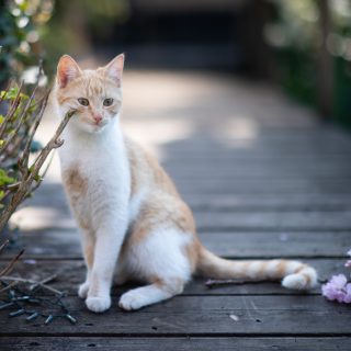 Sind eure Vierbeiner auch eine große Unterstützung bei der Gartenarbeit? 😄🐱

#gartenarbeit #katzenliebe #garten #frühling #blumen #gingercat #rotweiß #katze #katzen #tierfotografin #katzenfotografieren #katzenfoto #nikond850 #waueffekt