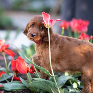 Keine Ahnung, wer im Blumenbeet umgegraben hat ... 😂
Sehr gerne fotografiere ich auch eure Welpen, die vermutlich noch wenig Gehorsam, aber viele kreative Ideen beim Fotoshooting haben. 😉
▶️ https://www.wau-effekt.at/fotoshooting-wau-effekt-kontakt/

#fotoshooting #frühling #irishsetter #welpenfotografie #welpenfotografieren #hundeliebe #tulpen #gartenarbeit #irishsetterwelpe #nikond850 #waueffekt