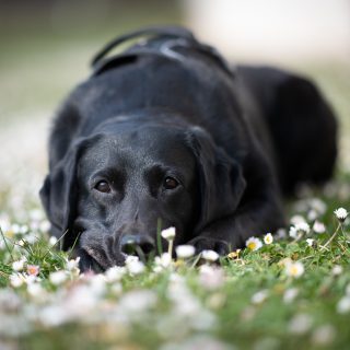🐾 FOTOWALK 🐾
Mittlerweile schon ein Fixpunkt zu jeder Jahreszeit: der Fotowalk gemeinsam mit @vollzeit4beiner! 📷 Hundetrainerin Kerstin unterstützt euch mit euren Hunden, ich sorge für süße Porträts oder Fotos von dir und deinem Hund gemeinsam. 🐶 Wir freuen uns, wenn ihr beim nächsten Spaziergang am 28. April dabei seid! 
Weitere Infos und Anmeldung ▶️ https://vollzeit4beiner.at/fotowalk 
#fotowalk #frühling #labrador #gänseblümchen #hundeliebe #fotosimfrühling #hundeshooting #hundefotos #fotowalkwaueffektvollzeit4beiner #nikon #traun #enns #asten #linz #nikond850 #vollzeit4beiner #waueffekt