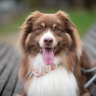 Am 28. April findet unser nächster Fotowalk statt! 📷🐾 Unter der Aufsicht von Hundetrainerin Kerstin von @vollzeit4beiner fotografiere ich bei einem gemütlichen Spaziergang deinen Hund vor verschiedenen Kulissen. 📷 Es gibt noch Restplätze ▶ https://vollzeit4beiner.at/fotowalk

#fotowalk #hundeshooting #hundefotos #hundefoto #spaziergang #hundefotografie #fotoaction #fotoshooting #anmelden #hundefotografieren #hundefotosoö #oberösterreich #hundshooting #nikond850 #waueffekt