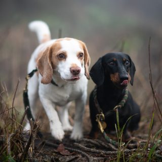Charlie und Maxi posieren nicht nur am heutigen Tag des Baums 🌳 liebend gerne auf Baumstümpfen – wichtig ist nur, dass die Leckerlis passen! 😉
Das Partnerlook-"Outfit" der beiden ist übrigens von @haustierstueberl. 🥰

#tagdesbaums #leckerli #hunde #hundeliebe #beagle #dackel #beaglesofinstagram #dackelliebe #weenerdog #hundefotografie #jagdfotografie #nikond850 #waueffekt
