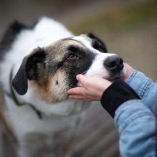 Heute wird wieder gekuschelt und gepost beim Fotowalk mit @vollzeit4beiner. 🤩 Ich freu mich schon auf meine Models! 📷🐾🥰
Mehr Infos ▶ https://vollzeit4beiner.at/fotowalk

#fotowalk #hundefotografie #hundefotografin #fotoshooting #hundeliebe #erinnerungen #erinnerungenschaffen #hundemodels #oberösterreich #nikond850 #waueffekt