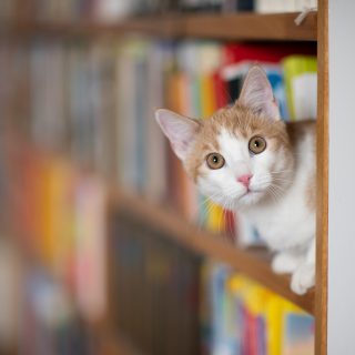📚 Heute ist Welttag des Buches! 📚 
Mein Kater Rodrigues macht es sich gerne mal in meinem Bücherregal gemütlich. 🥰

#welttagdesbuches #bücher #bücherliebe #buchkatze #lesen #lesekatze #rodrigues #gingerwhitecat #katzenliebe #tierfotografie #katzenfotos #katzenfotografie #hundefotografin #tierfotografin #oberösterreich #nikond850 #waueffekt