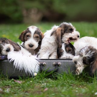 Im Sommer habe ich @franziska_kampleitner und ihre Petit Basset Griffon Vendéen Zucht besucht. 😍🐶 Sie hat mir verraten, dass sie durch ihre Liebe zu ihren Hunden nicht nur die Zucht als Hobby entdeckte, sondern auch die Jagd. 🌿🦌 Mehr über Franziska und viele süße Welpenbilder findet ihr hier ▶️ Link in Bio

#petitbassetgriffonvendeen #petitbasset #welpen #puppy #puppyspam #doglife #doglove #hundeliebe #hundefotografin #tierfotografie #natürlichetierfotografie #nikond850 #waueffekt