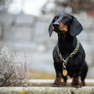 Wo sind die Dackel-Fans? 🙌🥰 

#dackel #dackelliebe #hundefotografie #tierfotografie #hundeliebe #hundefotografin #tierfotografin #nikond850 #waueffekt