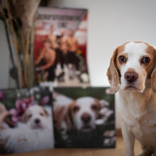 Mein Charlie ziert das Titelblatt von zwei der drei Kalender, die es heuer bei mir zu kaufen gibt. 🥰 Ihr könnt den Tier-Kalender oder den Beagle-Baby-Kalender (17 €) sowie den BF Linz Feuerwehrkalender, den ich ebenfalls fotografieren durfte (19,80 €), direkt bei mir bestellen! 😍

#kalender #kalender2024 #wandkalender #tierkalender #tierfotografie #hundefotografie #berufsfeuerwehr #feuerwehrkalender2024 #nikond850 #waueffekt