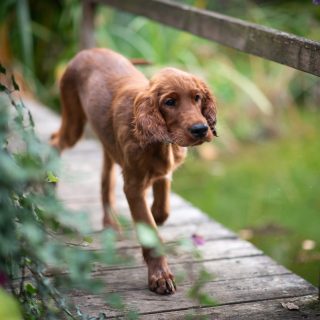 Jetzt aber schnell ins Wochenende! 🤩🙌

#irishredsetter #irishsetter #setterwelpe #irishsetterpuppy #irishsetterwelpe #hundeliebe #hundefotografie #nikond850 #waueffekt
