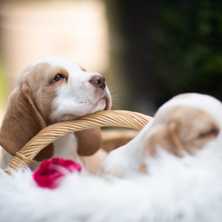 Soll ich einen Wau-Effekt-Tier-Kalender, einen Babybeagle-Kalender oder doch den BF Linz Feuerwehrkalender kaufen? 🤔🥰 Am besten alle drei, sie eignen sich super als Weihnachtsgeschenk! 🙌 Ich freu mich auf eure Bestellungen! 🎁

#kalender #kalender2024 #bfkalender #waueffektkalender #beaglebabykalender #kalender #kalenderliebe #wandkalender #kreativ #tierfotografie #hundefotografie #nikond850 #waueffekt