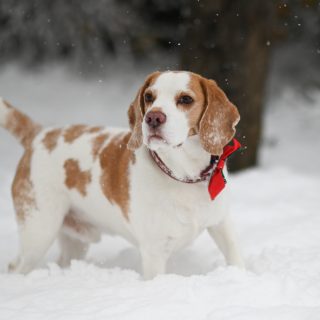 Auch ohne Schnee wünschen Charlie und ich euch magische Weihnachten und eine schöne Zeit mit euren Liebsten! 🎄🥰✨

#weihnachten #christmas #froheweihnachten #beagle #beagleliebe #beaglesofinstagram #instabeagle #hundefotografin #nikond850 #waueffekt