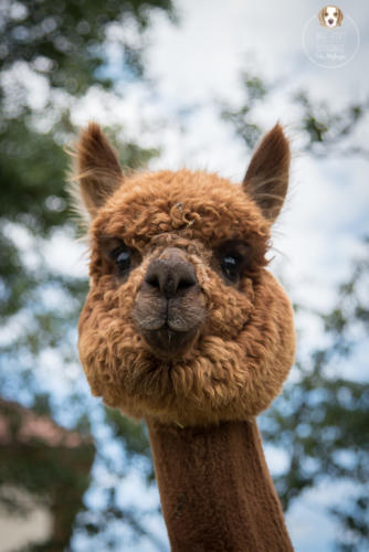 Tierfotografie mit Wau-Effekt