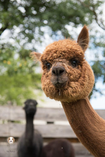 Tierfotografie mit Wau-Effekt