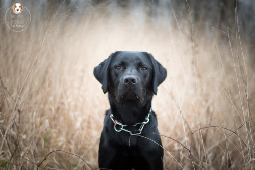 Hundefotografie mit Wau-Effekt