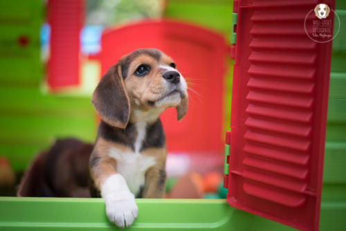 Hundefotografie mit Wau-Effekt