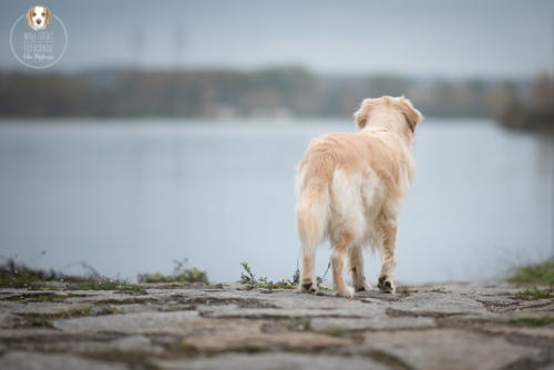 Hundefotografie mit Wau-Effekt