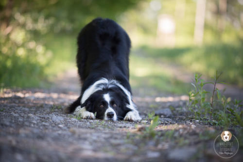 Hundefotografie mit Wau-Effekt