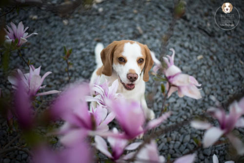 Hundefotografie mit Wau-Effekt