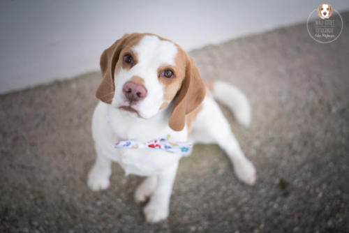 Hundefotografie mit Wau-Effekt