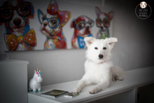 Hundefotografie mit Wau-Effekt