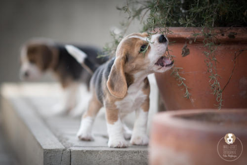 Hundefotografie mit Wau-Effekt