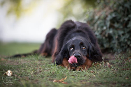 Hundefotografie mit Wau-Effekt