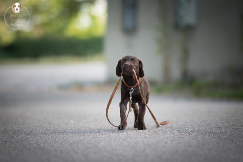 Hundefotografie mit Wau-Effekt