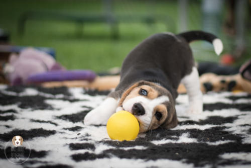 Hundefotografie mit Wau-Effekt