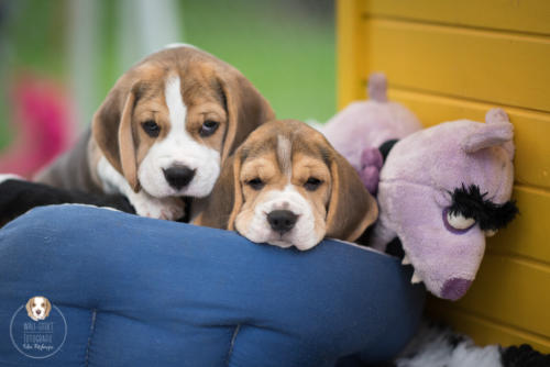 Hundefotografie mit Wau-Effekt