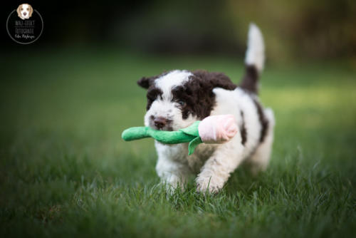 Hundefotografie mit Wau-Effekt