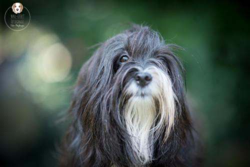 Hundefotografie mit Wau-Effekt