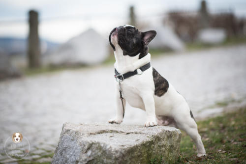 Hundefotografie mit Wau-Effekt