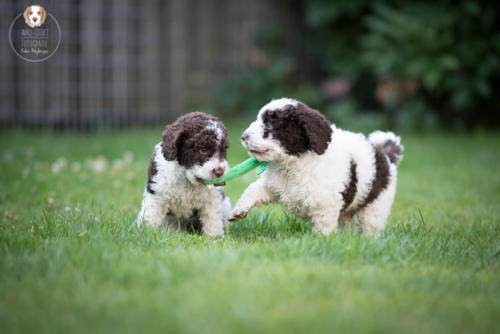 Hundefotografie mit Wau-Effekt