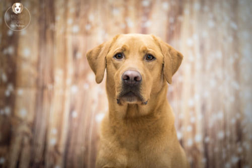 Hundefotografie mit Wau-Effekt