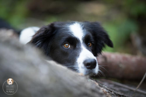 Hundefotografie mit Wau-Effekt