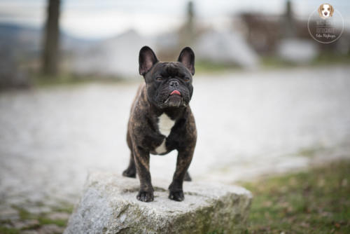 Hundefotografie mit Wau-Effekt