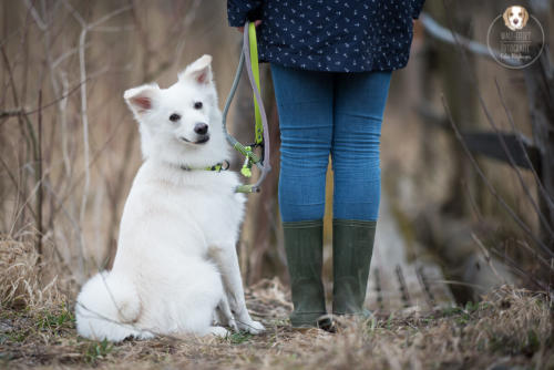 Hundefotografie mit Wau-Effekt