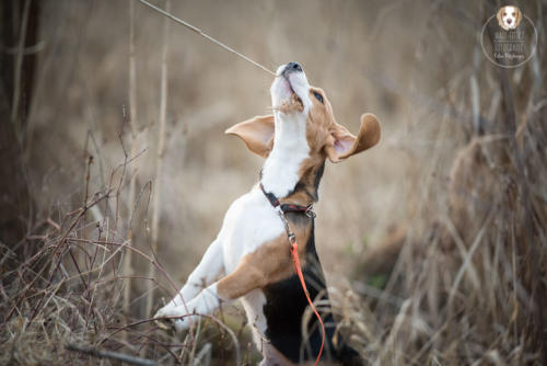 Hundefotografie mit Wau-Effekt