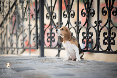 Hundefotografie mit Wau-Effekt