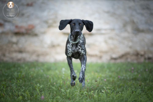 Hundefotografie mit Wau-Effekt