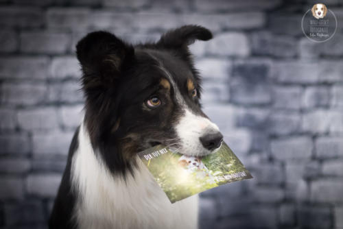 Hundefotografie mit Wau-Effekt