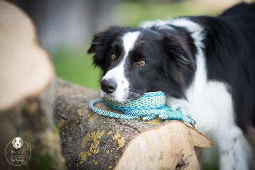 Hundefotografie mit Wau-Effekt