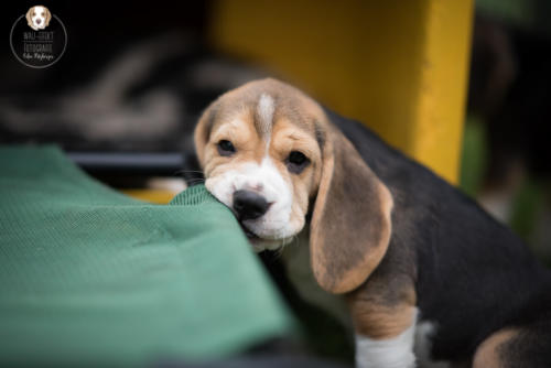 Hundefotografie mit Wau-Effekt