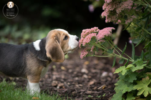 Hundefotografie mit Wau-Effekt