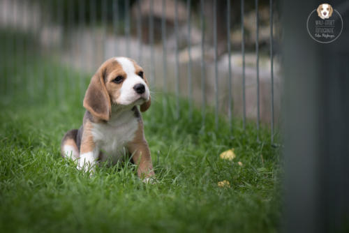 Hundefotografie mit Wau-Effekt