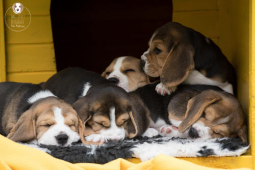 Hundefotografie mit Wau-Effekt