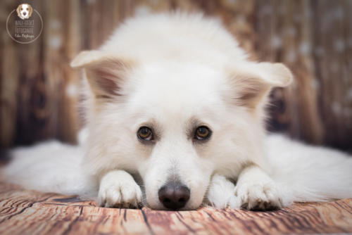 Hundefotografie mit Wau-Effekt