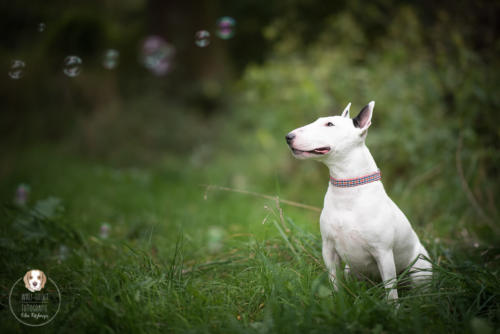 Hundefotografie mit Wau-Effekt