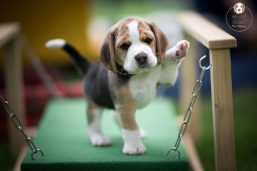 Hundefotografie mit Wau-Effekt